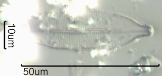 Craticula spp.